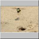 Cerceris rybyensis - Knotenwespe 36c mit Lasioglossum - Furchenbiene - Sandgrube Niedringhaussee.jpg